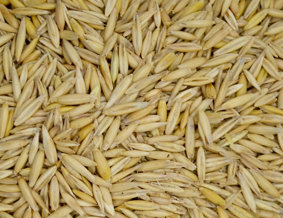 Avena-semilla