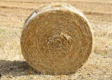 Bolos-Paja-Avena-2