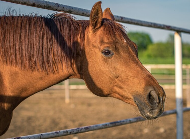 Caballo-de-montar-5