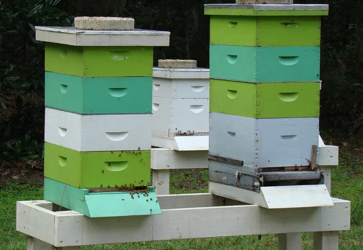 Cajones-Abeja-1-1