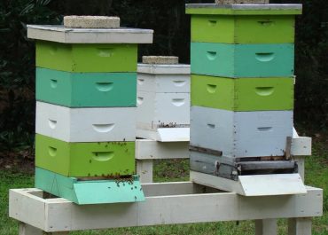 Cajones-Abeja-1