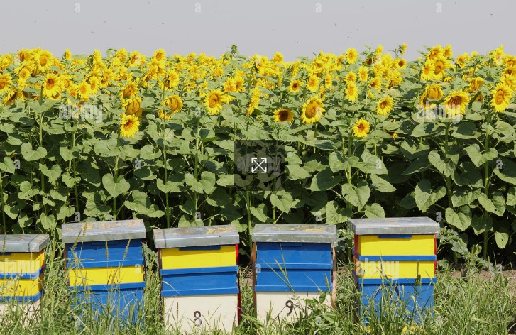 Cajones-Abeja-3