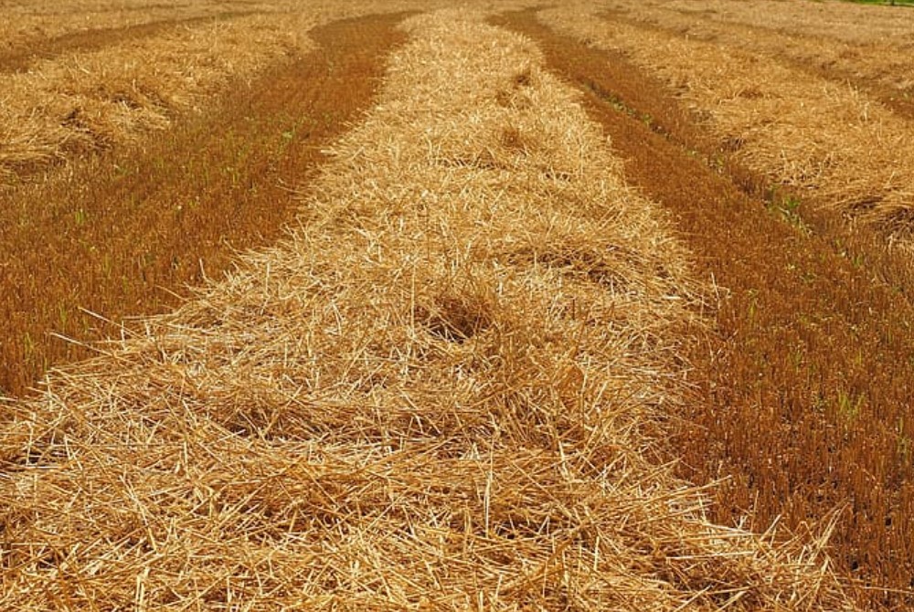Paja-de-trigo