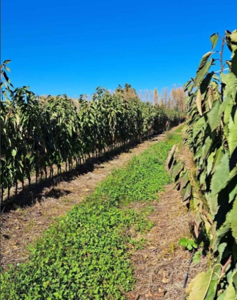 Plantas-Cerezos-1