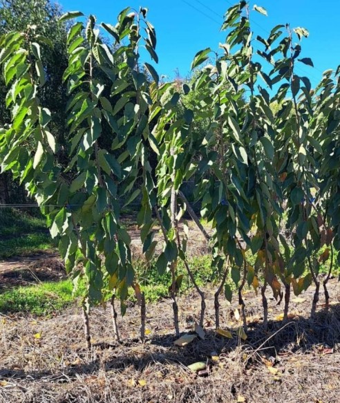 Plantas-Cerezos-2-1