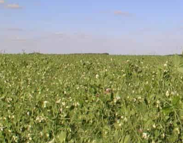Rastrojo-Arveja-Congelado-1-1