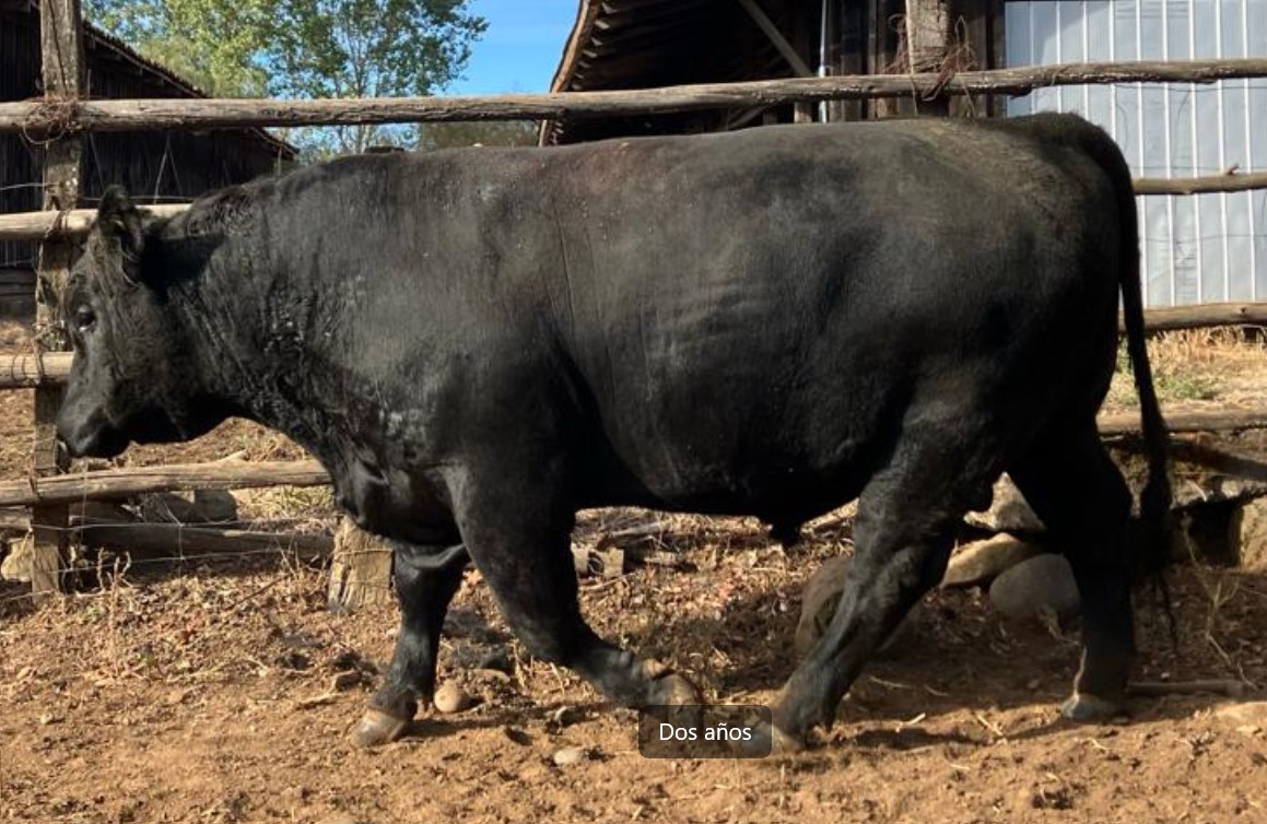 Toro-Angus-Negro-2-anos-1
