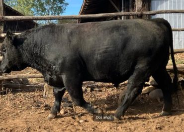 Toro-Angus-Negro-2-anos