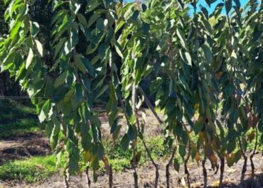 Plantas-Cerezos-2
